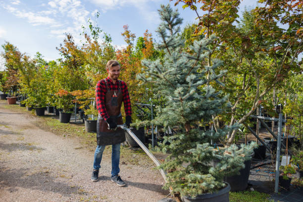 Best Organic Lawn Care Solutions  in Osseo, MN